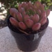 Succulent plant, Grapetoveria Bashful, rightly named. This plant is a chubby rosette that boast beautiful reds and green.