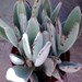 Succulent Plant, Panda Plant, Kalanchoe tomentose is from Madagascar. Forms a shrubby plant with long oval shaped leaves .