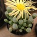 Succulent Baby Toes