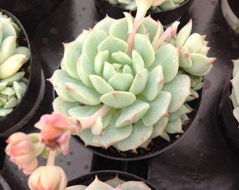 Succulent plant, Painted Lady also know as Echeveria Derenbergii. Beautiful golden yellow flowers with orange tips.