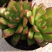 Succulent plant, Sedeveria Letizia, a small clustering succuelnt with wide rosettes.