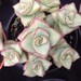 Succulent plant, String of Buttons/ Crassula perforata