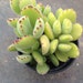 Succulent Plant Cotyledon Ladismithiensis Bear's Paw