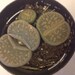 Lithops Stoneface unique rock like plant.