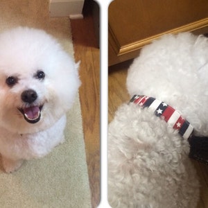 May include: Two white Bichon Frise dogs, one sitting on a carpet and the other standing on a wooden floor. The dog on the floor is wearing a red, white, and blue patterned collar.