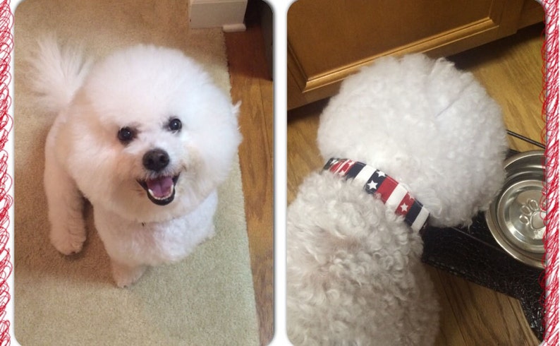 May include: Two white Bichon Frise dogs, one sitting on a carpet and the other standing on a wooden floor. The dog on the floor is wearing a red, white, and blue patterned collar.