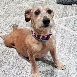 May include: A small, brown and white dog with a gray collar with red, white, and blue stars. The dog is sitting on a gray carpet.