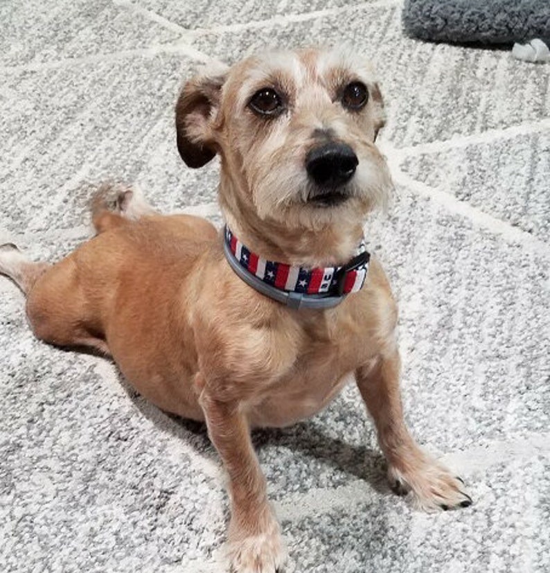 May include: A small, brown and white dog with a gray collar with red, white, and blue stars. The dog is sitting on a gray carpet.