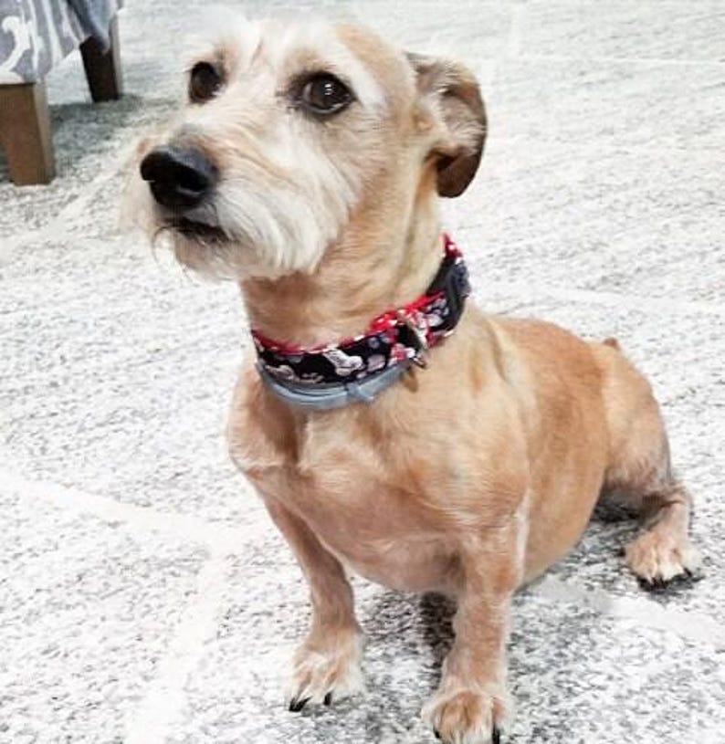 Dog Collar: Black Bone and Paw Print Design - Buckle or Slip-On image 3