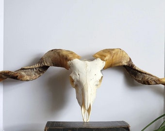 Long Horned Ram Skull w/ Curled Natural Horn/antique taxidermy / Skull/ Animal Skull/ Art/ Unique Gift/ Taxidermy/ Gothic Art/ Dark Art