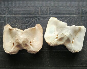 Pack of 2 Animal bones, Craft Grade, Jewlery Supply, Bone Art, DIY, Small Curio Gift, Art Supply, Small Animal Bones