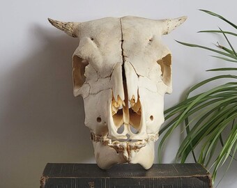 Full Cattle Skull, Rustic, Western, Décor, Large Cabin Interior décor, Bar and Restaurant/ Mancave Decor/ Large Skull/ Oddities/ Curiosity