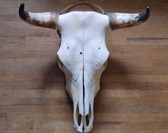 Jersey Black Horn tips, authentic skull, Real Cattle Skull, Rustic, Western, Décor, Large Cabin Interior décor, Bar and Restaurant/ Mancave