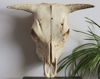 Cattle Skull, Rustic, Western, Décor, Large Cabin Interior décor, Bar and Restaurant/ Mancave Decor/ Large Skull/ Oddities/ Curiosity