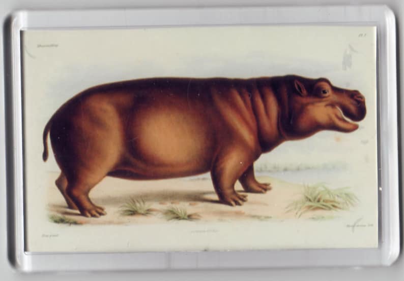 Hippo Hippopotomus Fridge Magnet Huet 1868 vintage nature art repro gift handcrafted acrylic retro