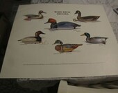 Ward Bros Decoys print s ed 22 x 25 quot Wood Duck Canvasback Goose Pintail etc