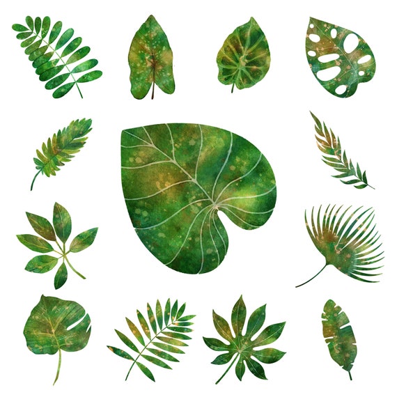 Green leaf clipart. Free download transparent .PNG