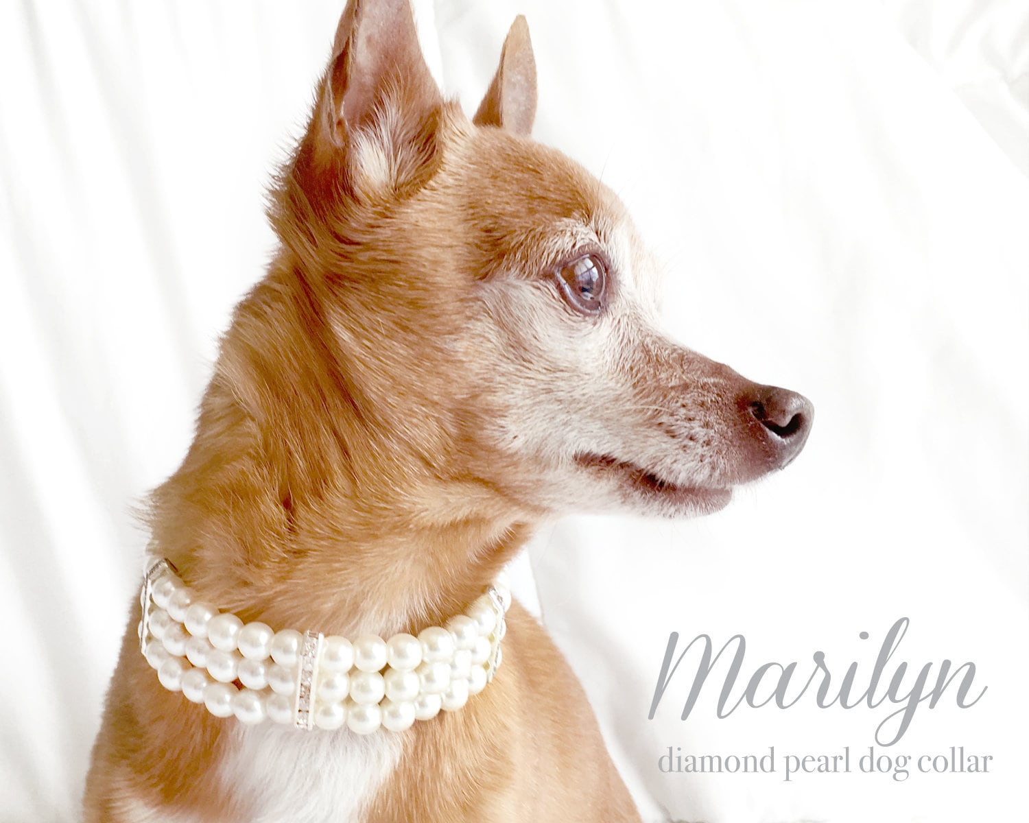 diamond dog collars