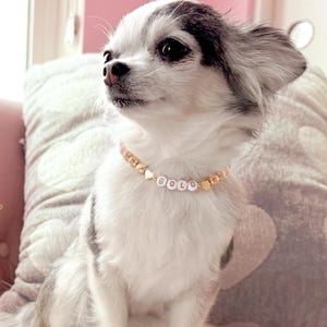 Collar para perro con corazones de oro de 14 quilates y perlas color champán / Dije personalizado para collar de gato / Joyería de lujo para mascotas imagen 3