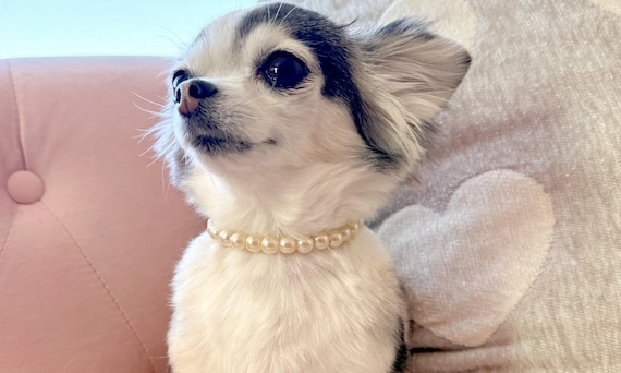 Ivory Pearl Pet Collar Necklace Fancy Pearl Dog Collar Personalized Cat Name Necklace Girl Dog Collar Necklace Girl Cat Collar Necklace