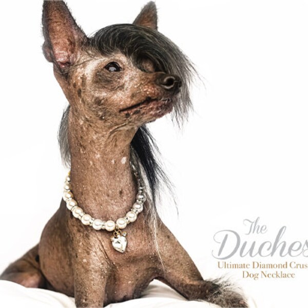 Diamond Dog Collar Etsy