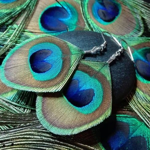 Natural peacock feather earrings, stainless steel.