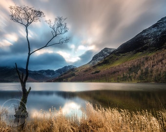 Lake District Landscape Photography, Buttermere tree, mountains, Cumbria, England. Landscape Photo. Mounted print. Wall Art.