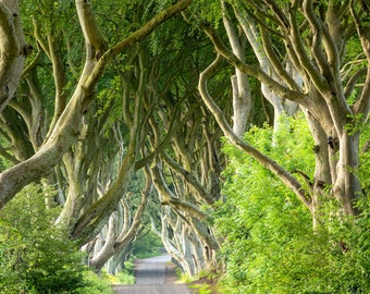 Photograph of the Dark Hedges as featured in The Game of Thrones fantasy. The dramatic twisted avenue of beech trees in Ballymoney, Ireland.