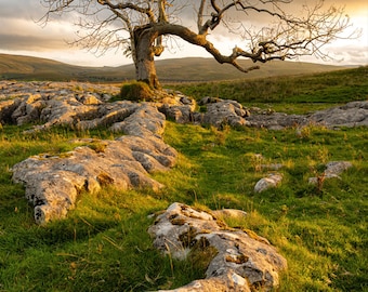 Photograph of a dramatic Lone tree on Limestone pavement showing the warm sunrise glow in the Yorkshire Dales. England, Fine Art, Home Decor