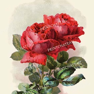 Red ROSES Paul De Longpre NEW Giclee Long Stem Beautiful Flowers Art Print Floral Bouquet from our Vintage Archive Printchateau