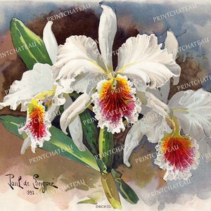 White Orchids PAUL De LONGPRE Artist Giclee NEW Print from Vintage 1893 Tropical Flowers Cottage Chic Great for Framing from Printchateau