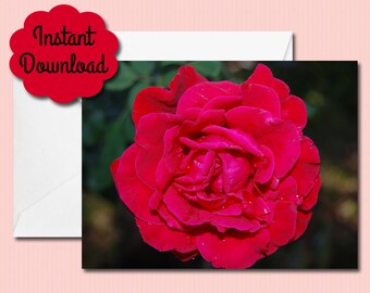 May include: A close-up of a single, deep red rose with petals that are slightly curled. The rose is in focus, while the green leaves behind it are blurred.