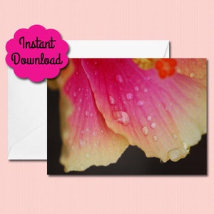May include: Close-up of a pink and yellow hibiscus flower petal with water droplets on it.