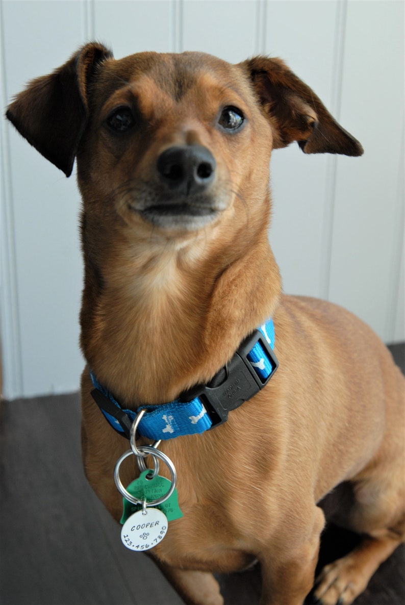 Microchipped Dog Tag Dog Tag for dogs Dog Name Tag Dog id Etsy