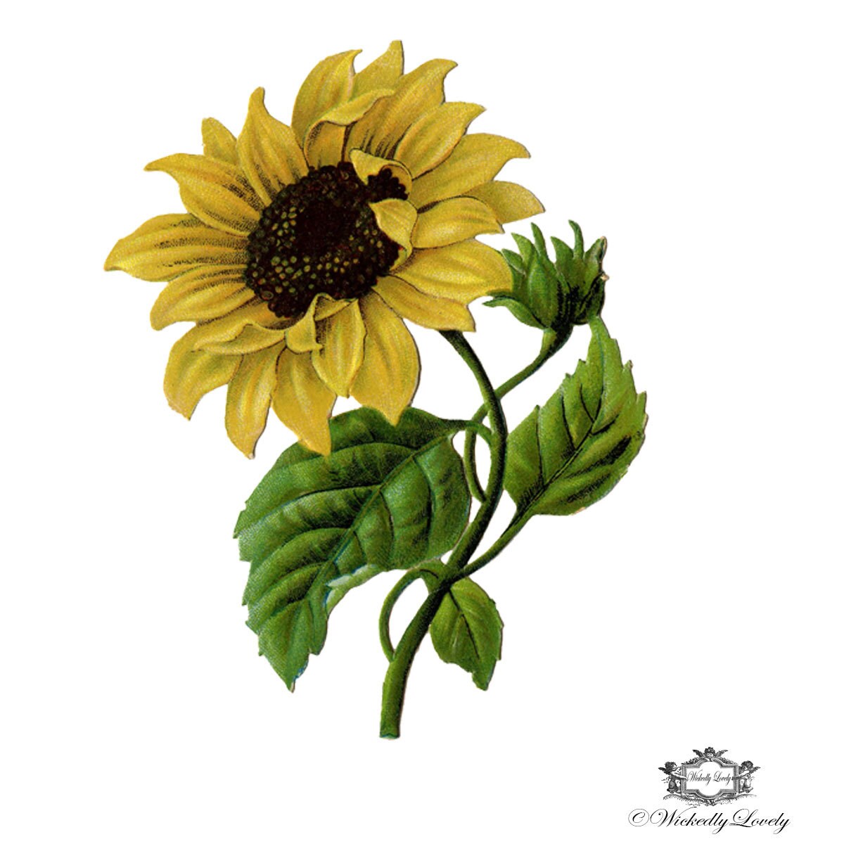 This is an image of Gutsy Tiny Sun Drawing This is a graphic of Gutsy Tiny Sun Drawing