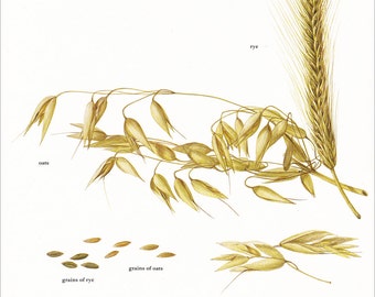 oat oats grain rye bread cereal plant grass vintage botanical art print food kitchen decor by Marilena Pistoia 8 x 11 1/4 inches