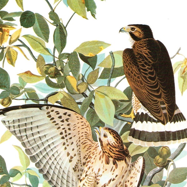 Illustration imprimée oiseau de proie des bois Faucon Audubon Browad Hawk ailé ornithologie vintage impression d'art déco cadeau Buteo ornithorynque