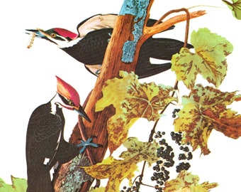 Pileated Woodpecker bird print illustration grape Audubon vintage ornithology illustration nature home decor gift Dryocopus pileatus