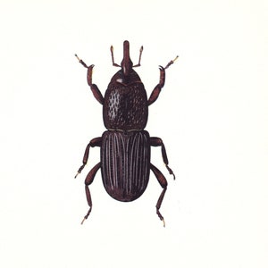 vintage beetle insect art print black Wheat Grain Weevil Calandra granaria home decor 8x10 inches