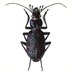 see more listings in the Beetles/Birds/Butterfly section