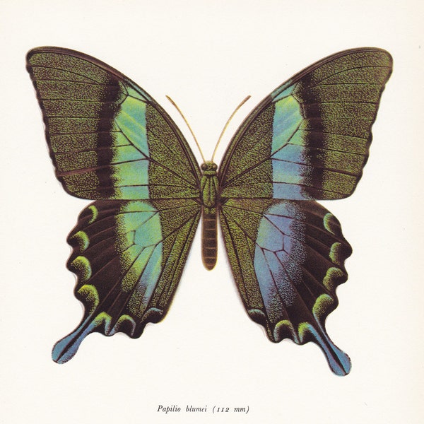 vintage butterfly insect art print Peacock or Green Swallowtail blue wings Papilio Blumei Entomology home decor 8x10 inches