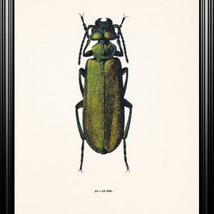 Spanish fly beetle vintage insect art print emerald green home decor Entomology gift Lytta vesicatoria nature lover present image 3