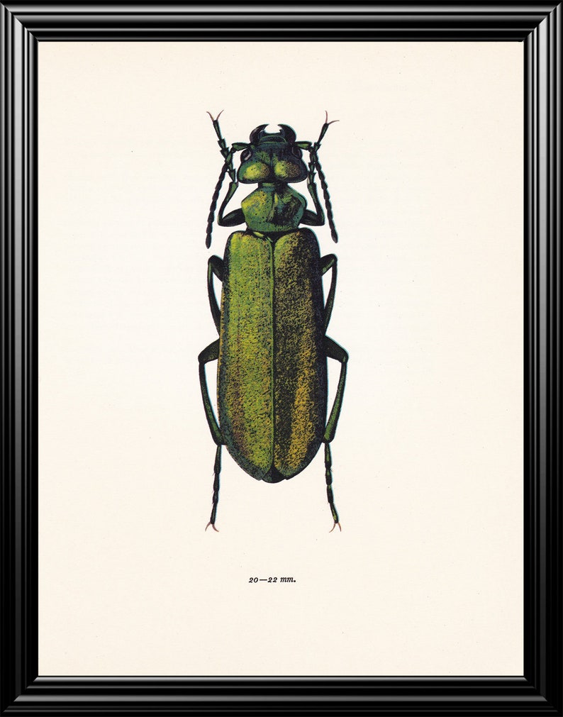 Spanish fly beetle vintage insect art print emerald green home decor Entomology gift Lytta vesicatoria nature lover present image 3