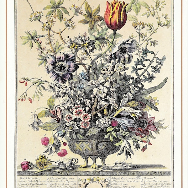 Februar Vintage botanischer Kunstdruck Winterthurs 12 Monate Blumen Robert Furber Hochzeitstag Neugeborene Baby Geschenkidee 20 x 25 cm