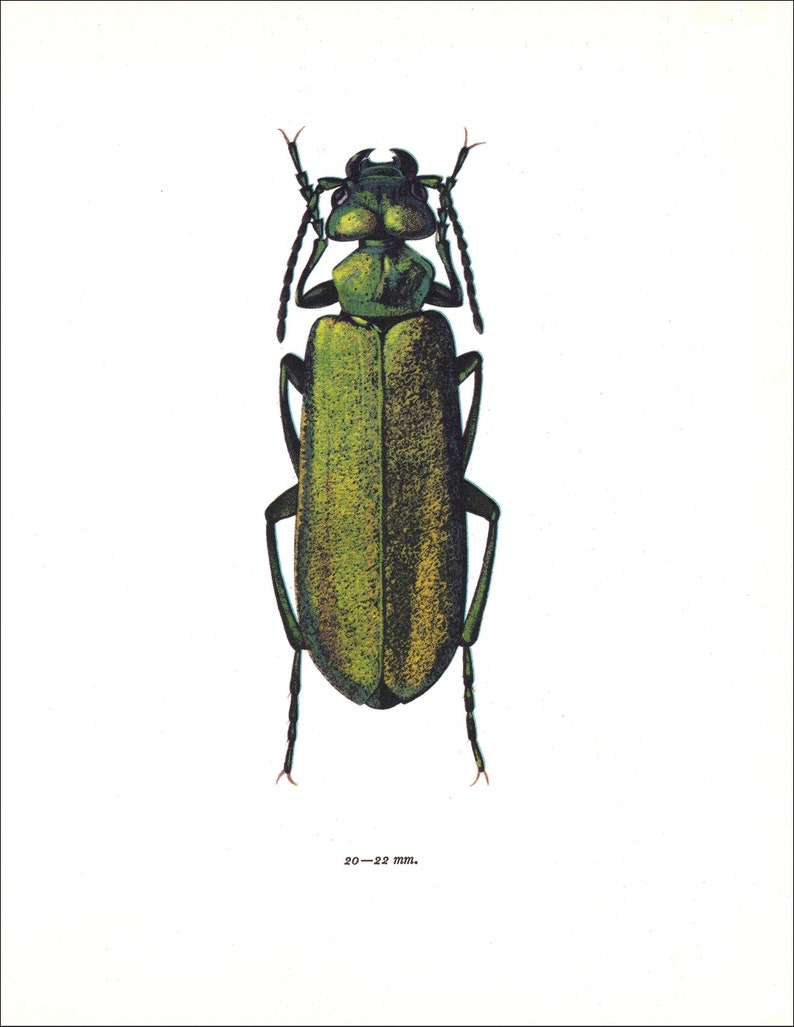 Spanish fly beetle vintage insect art print emerald green home decor Entomology gift Lytta vesicatoria nature lover present image 1