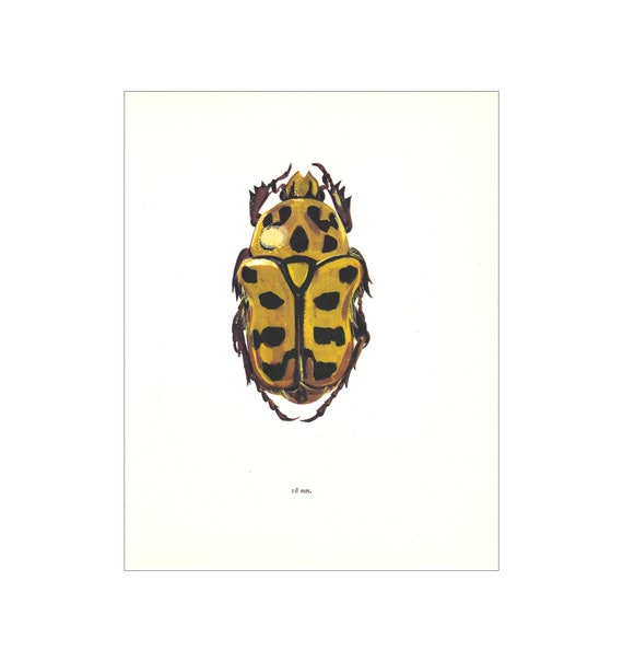Australian Spotted Flower Chafer Vintage Insect Art Print Etsy Australian Spotted Flower Chafer Vintage Insect Art Print Etsy