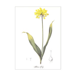 allium moly golden garlic lily leek vintage botanical print Pierre-Joseph Redouté garden gift for gardener cottage decor 8.5 x 12 inches image 1