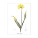 see more listings in the Plants /Flowers /Botany section