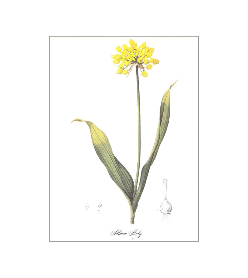 allium moly golden garlic lily leek vintage botanical print Pierre-Joseph Redouté garden gift for gardener cottage decor 8.5 x 12 inches image 1