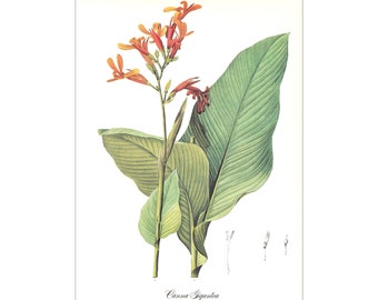 red Canna Gigantea flower botanical print vintage illustration Pierre-Joseph Redouté gardening gift plant lover cottage decor  8.5 x 12 in